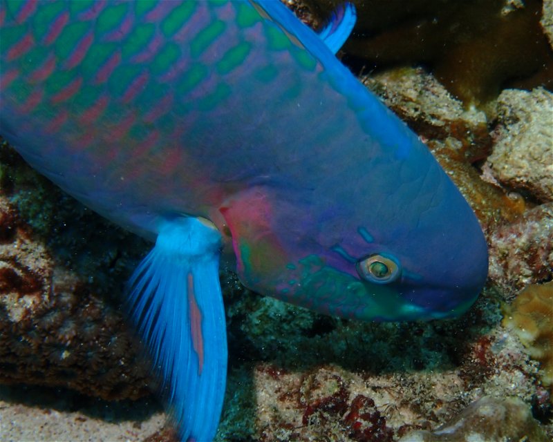 Divesite Image