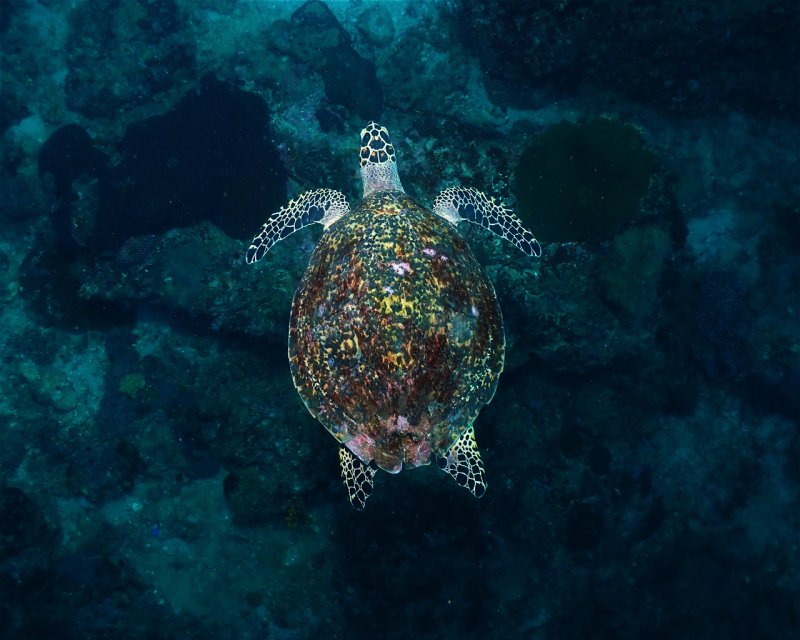 Divesite Image