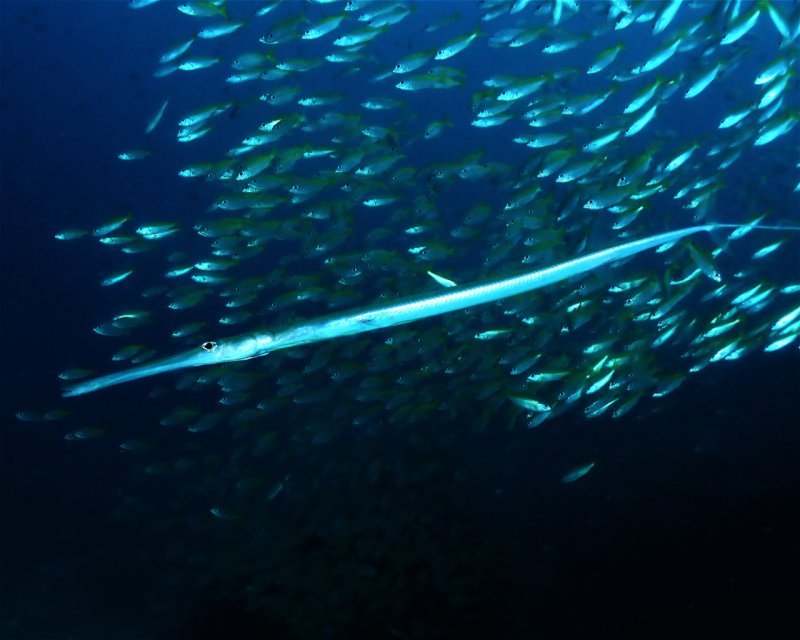 Divesite Image
