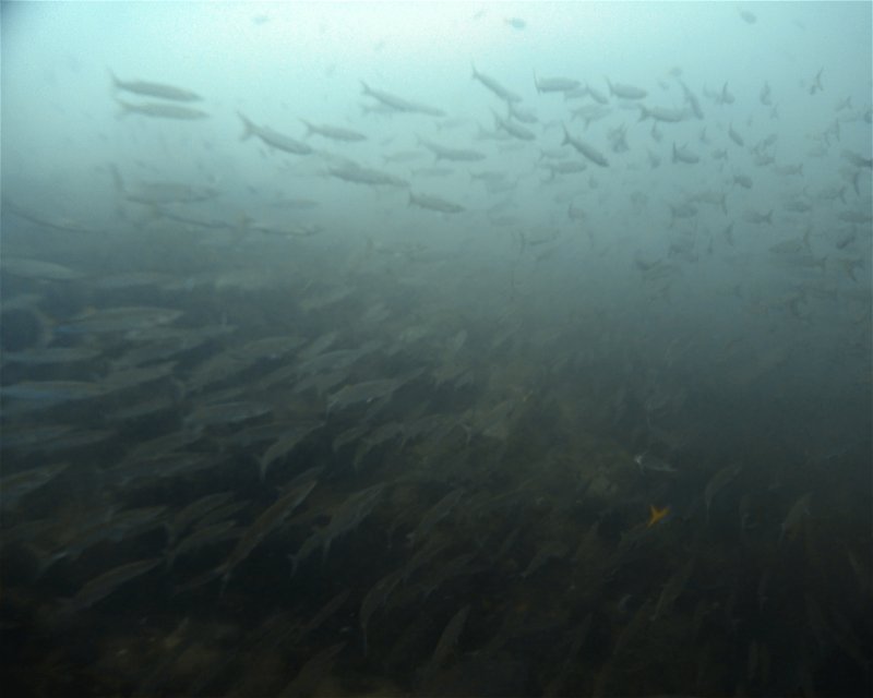 Divesite Image