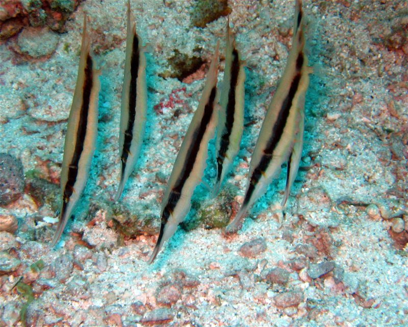 Divesite Image