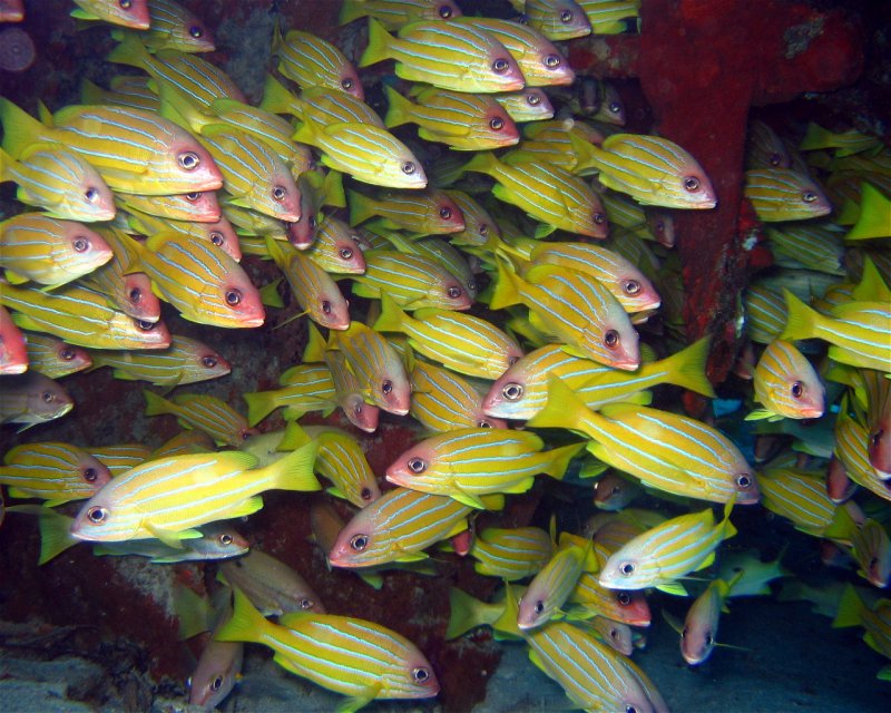 Divesite Image