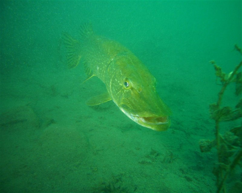 Divesite Image