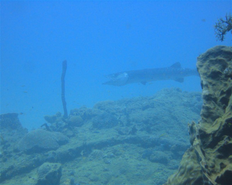 Divesite Image
