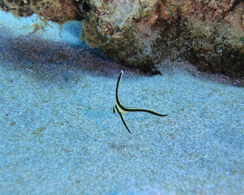 Divesite Image