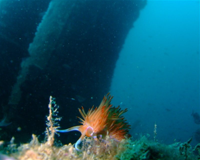 Divesite Image