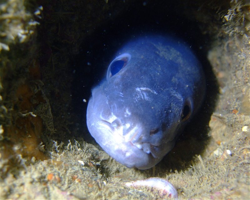 Divesite Image