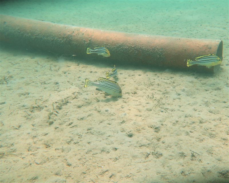 Divesite Image