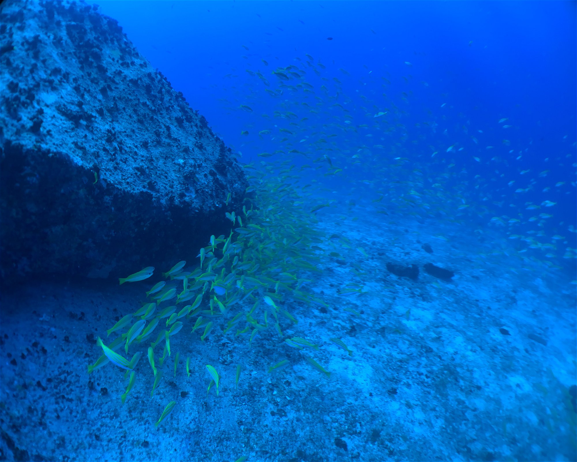 BLUE SEA DIVERS, 0000 MAHE
