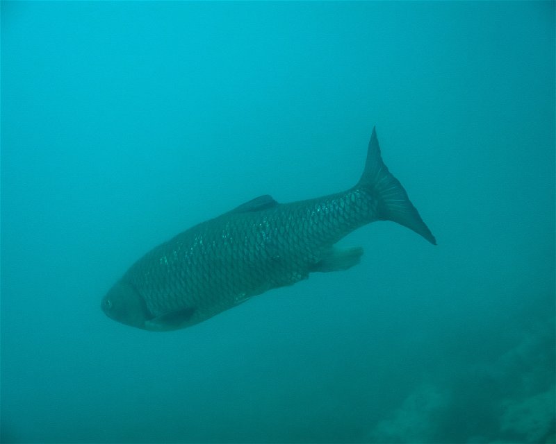 Divesite Image