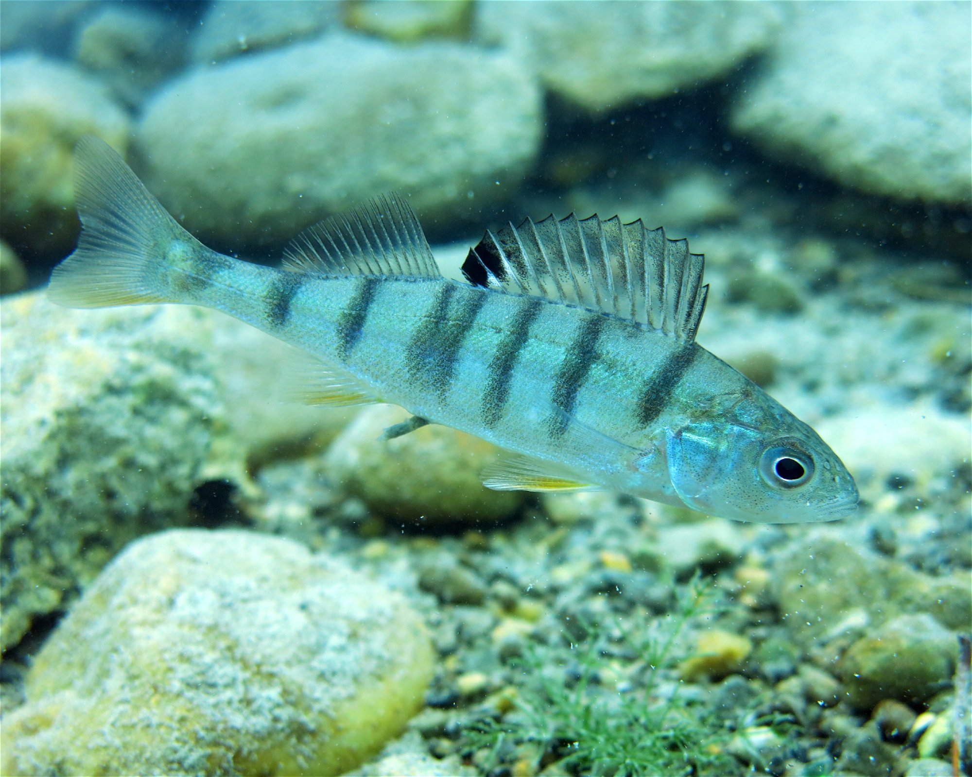 Dive Center Thunersee, 3652 Hilterfingen