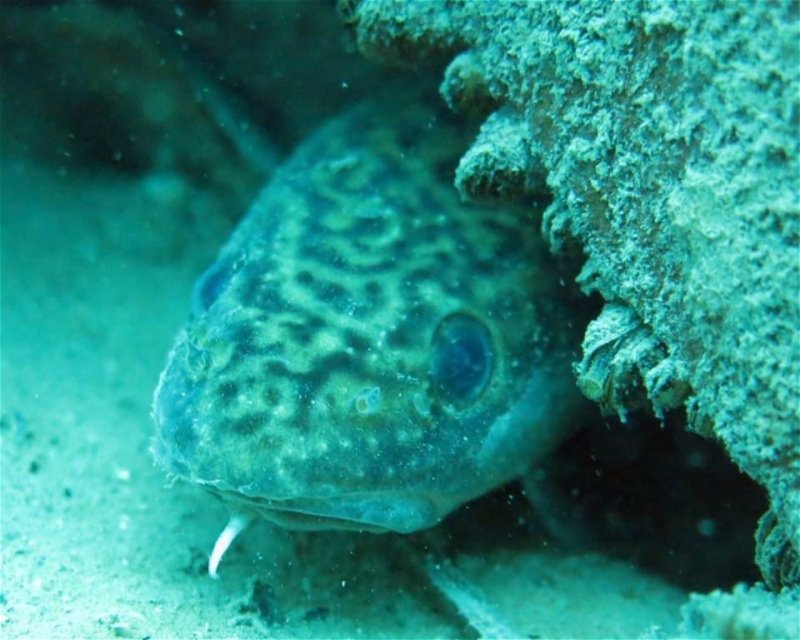 Divesite Image