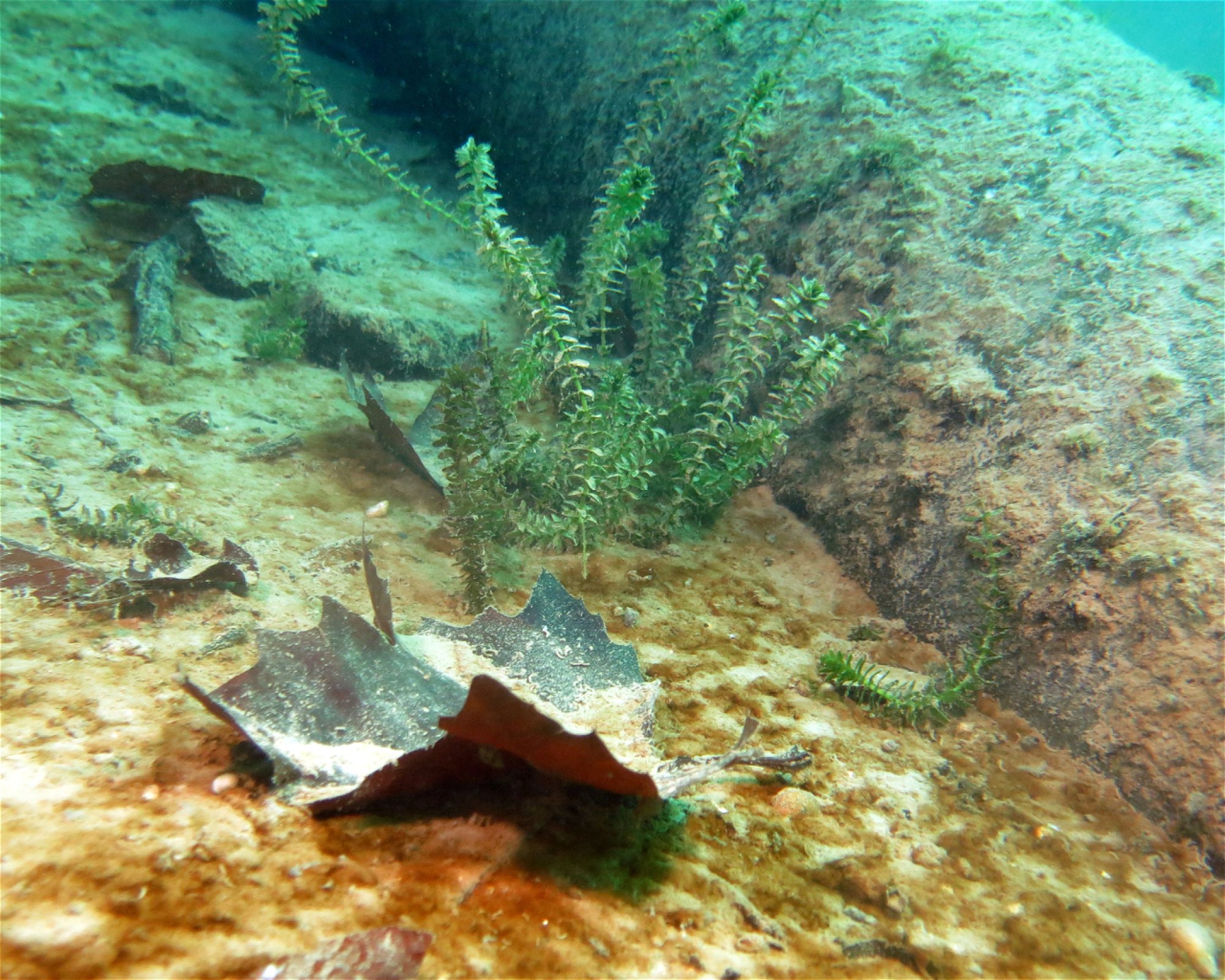 Dive Center Thunersee, 3652 Hilterfingen