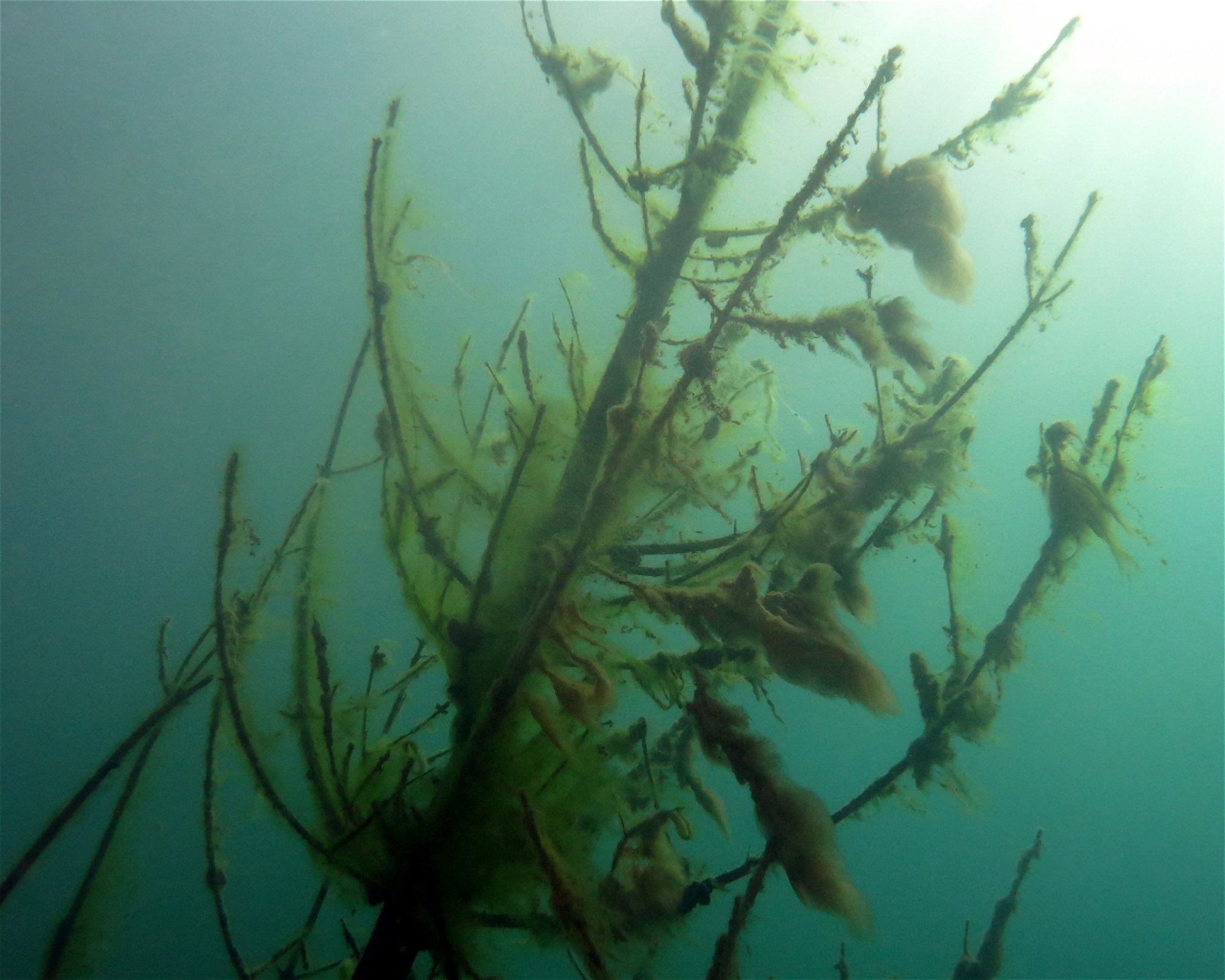 Dive Center Thunersee, 3652 Hilterfingen