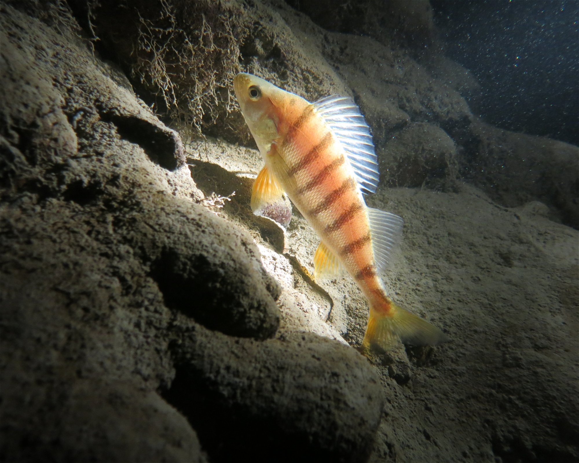 Dive Center Thunersee, 3652 Hilterfingen