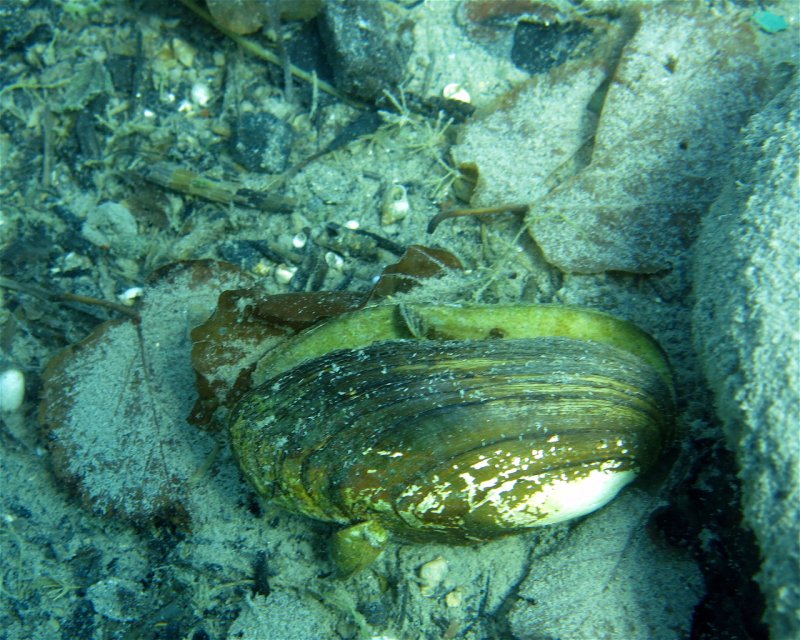 Divesite Image