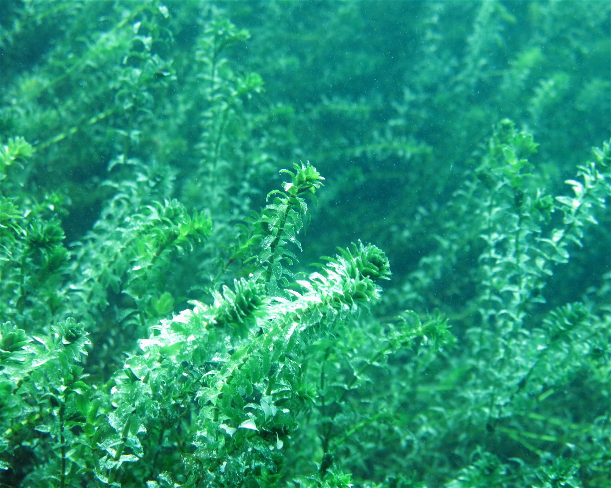 Dive Center Thunersee, 3652 Hilterfingen