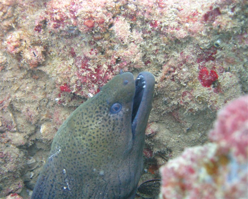 Divesite Image