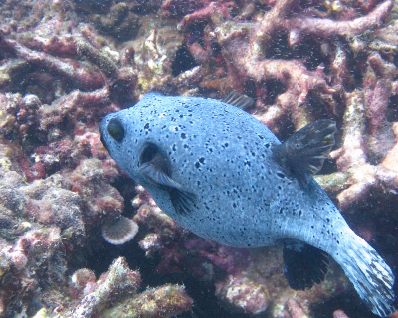 Divesite Image