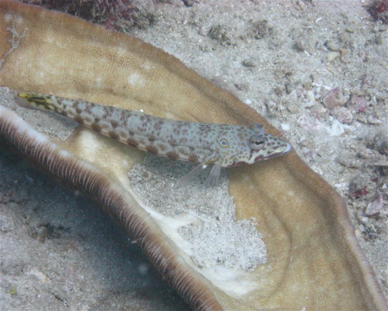 Divesite Image