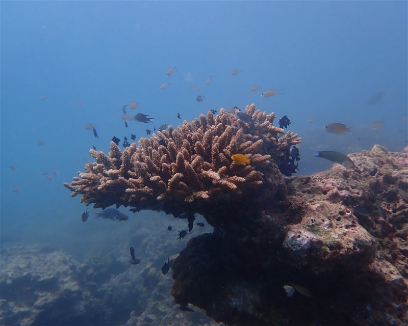 Divesite Image