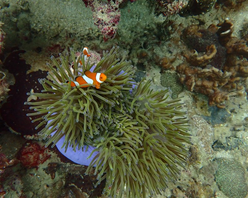 Divesite Image