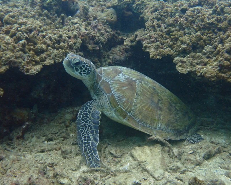 Divesite Image