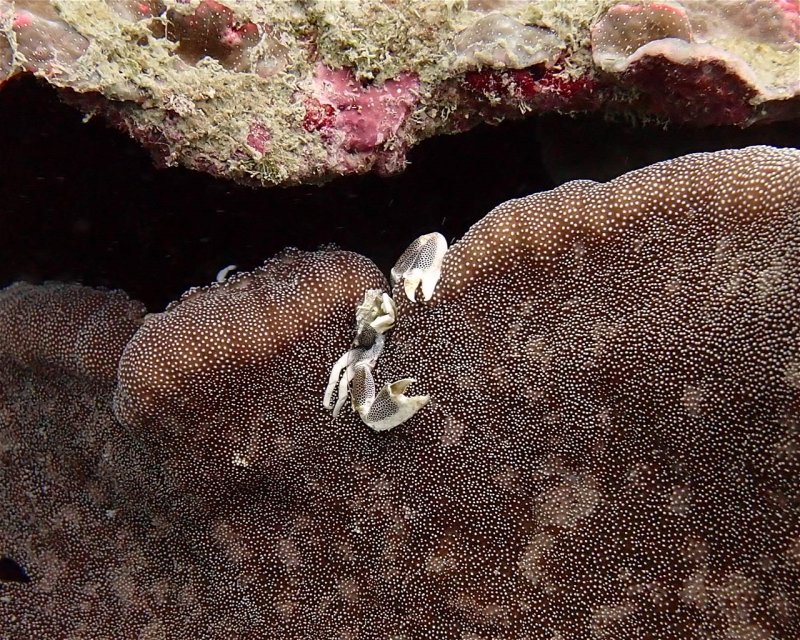 Divesite Image