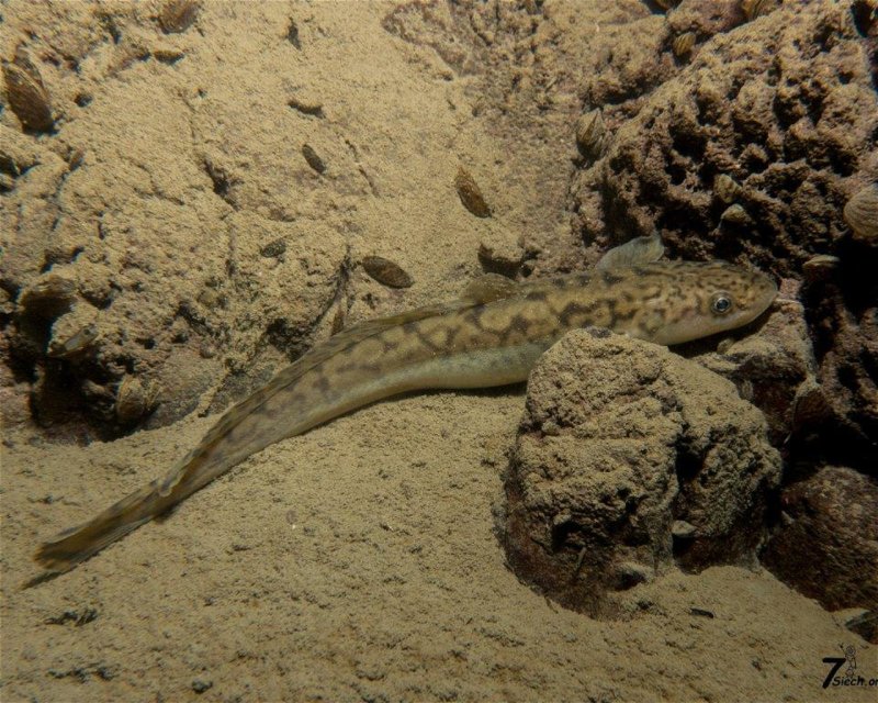 Divesite Image