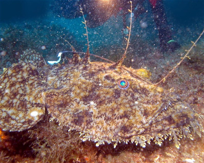 Divesite Image
