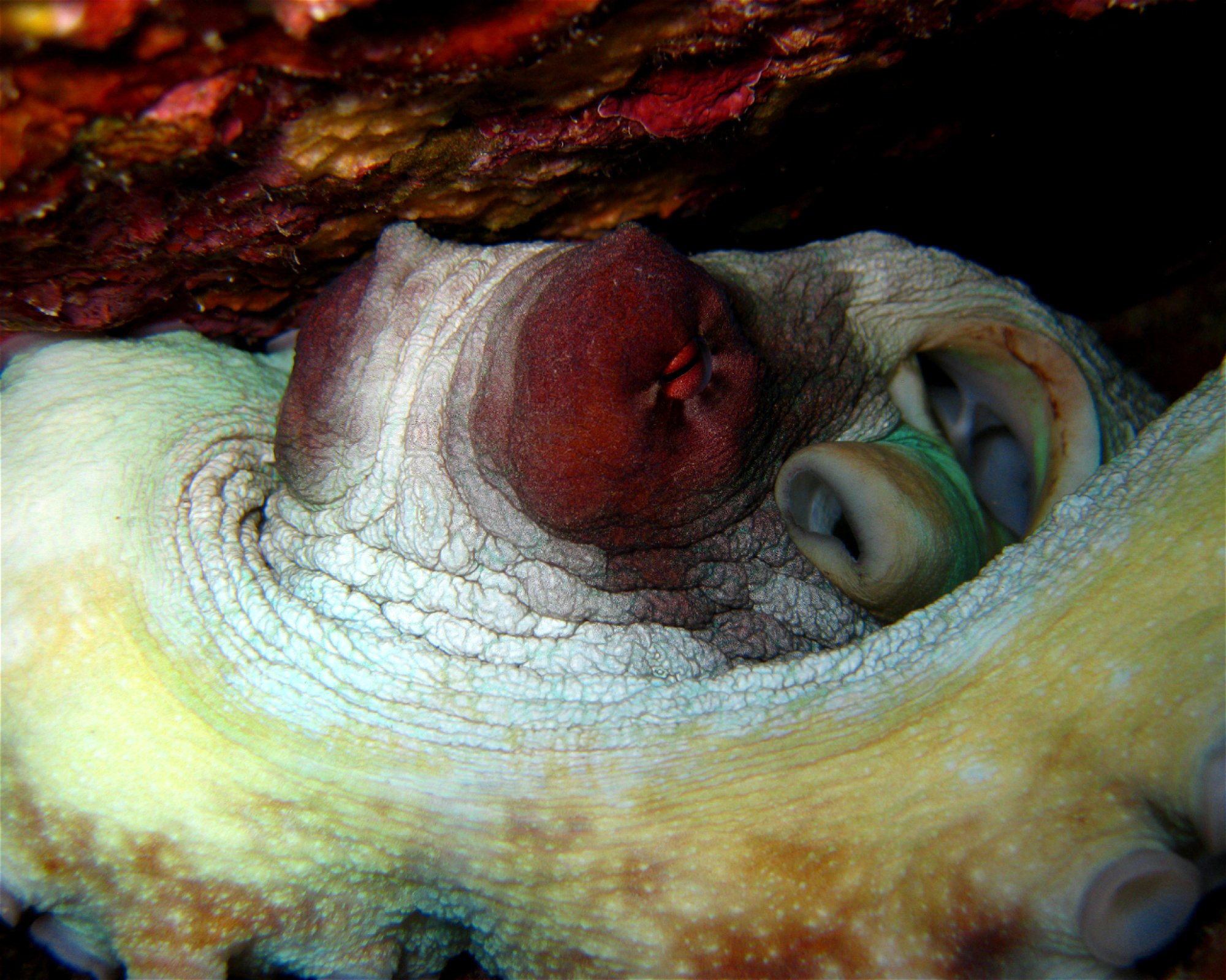 BLUE SEA DIVERS, MAHE