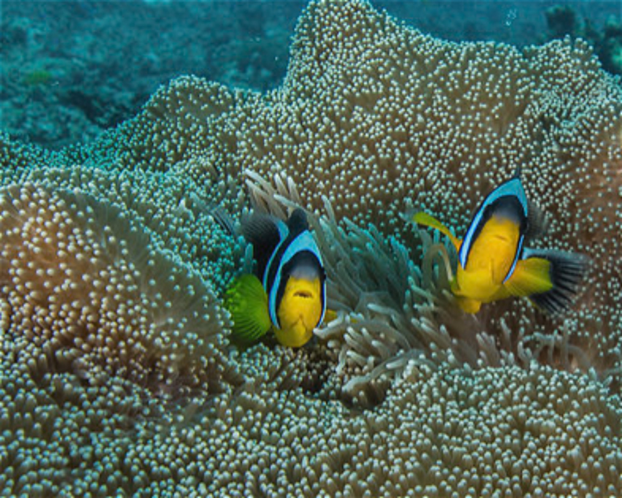 BLUE SEA DIVERS, 0000 MAHE