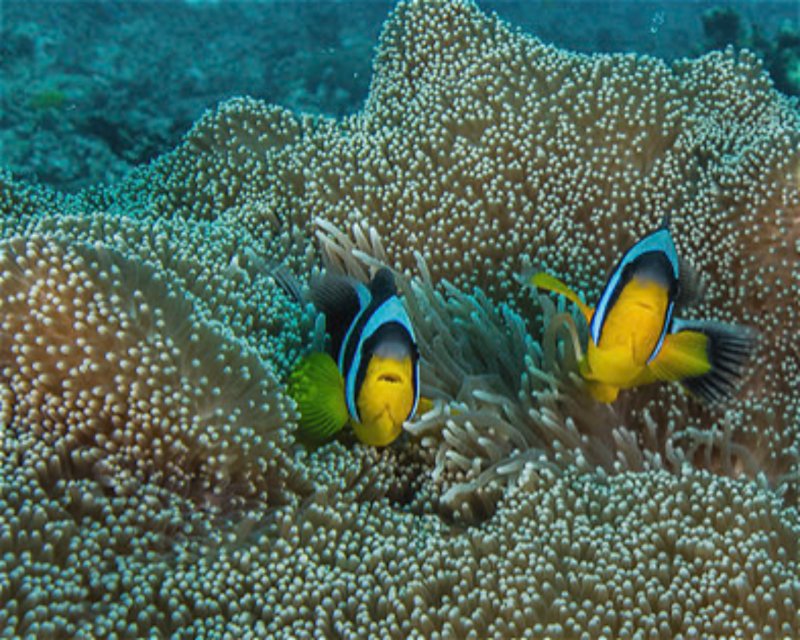 Divesite Image