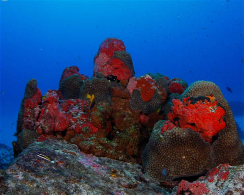 Divesite Image