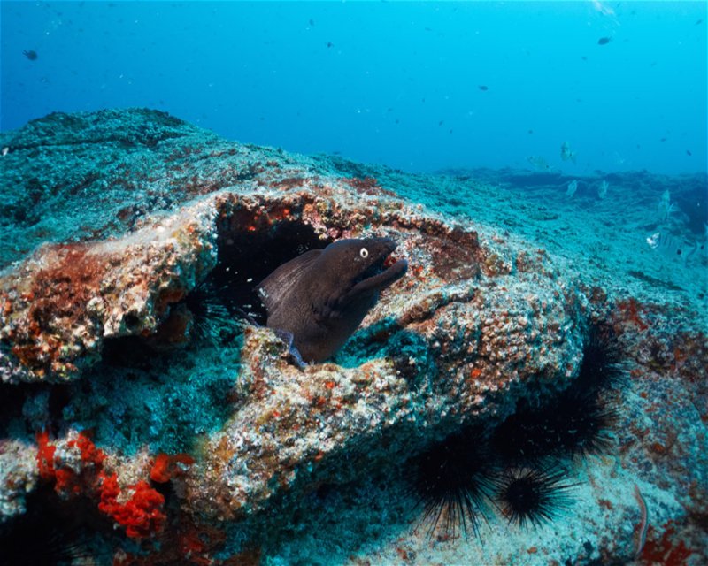 Divesite Image