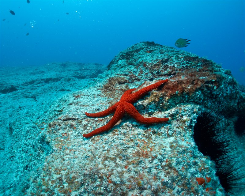 Divesite Image
