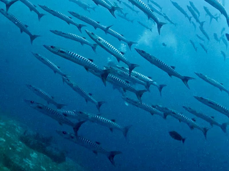 Divesite Image
