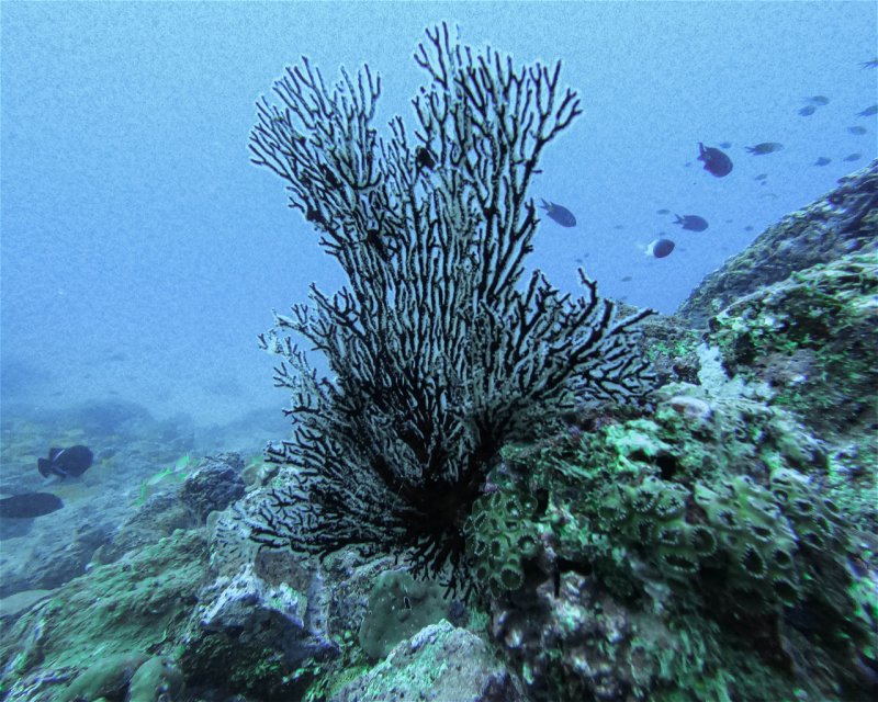 Divesite Image