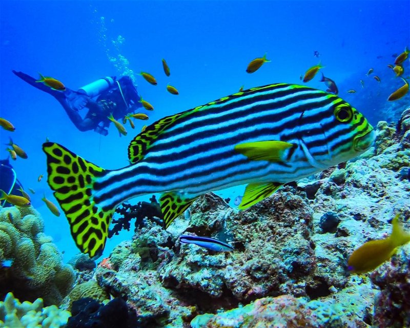Divesite Image