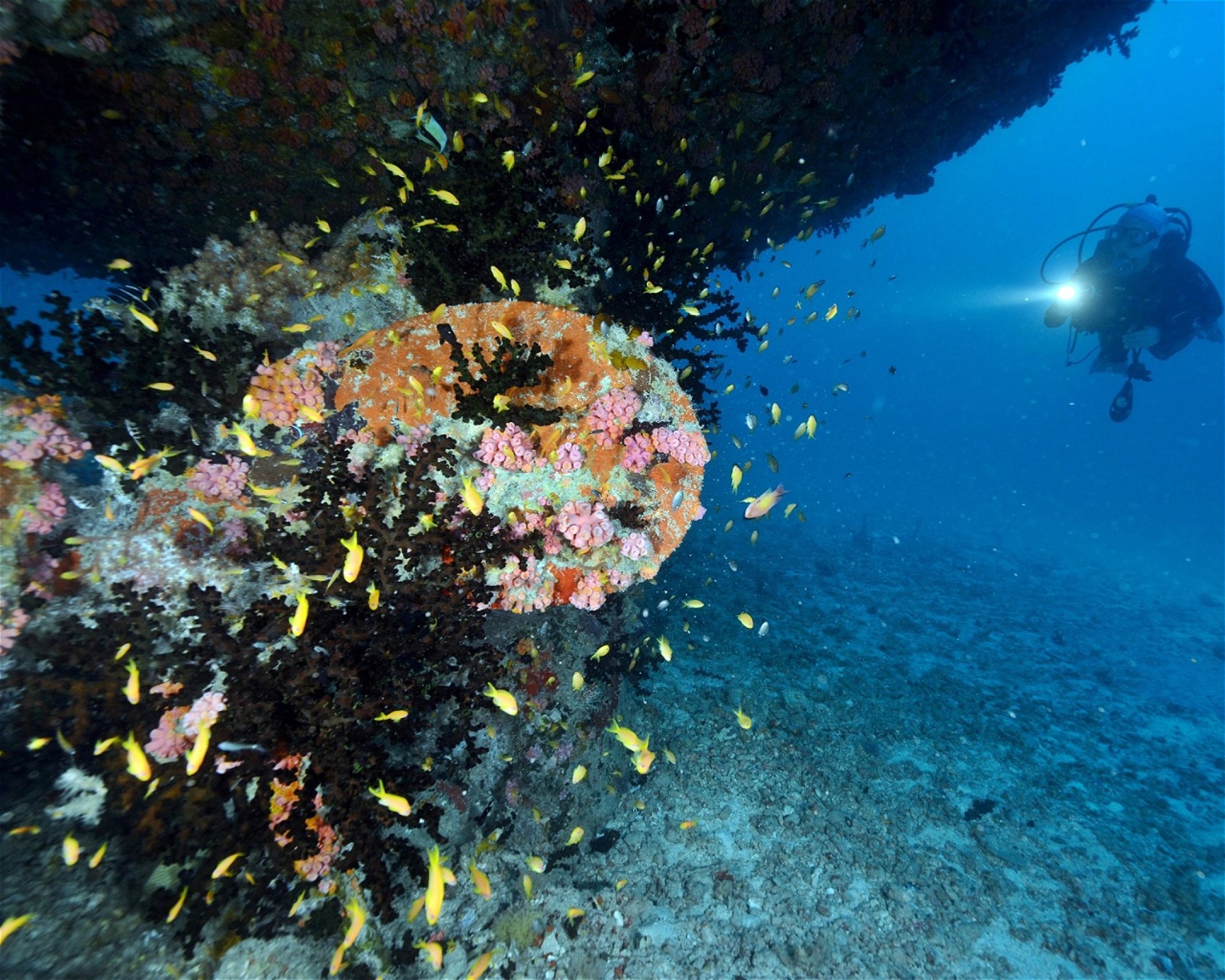Maldives Passions, 08090 Maafushi