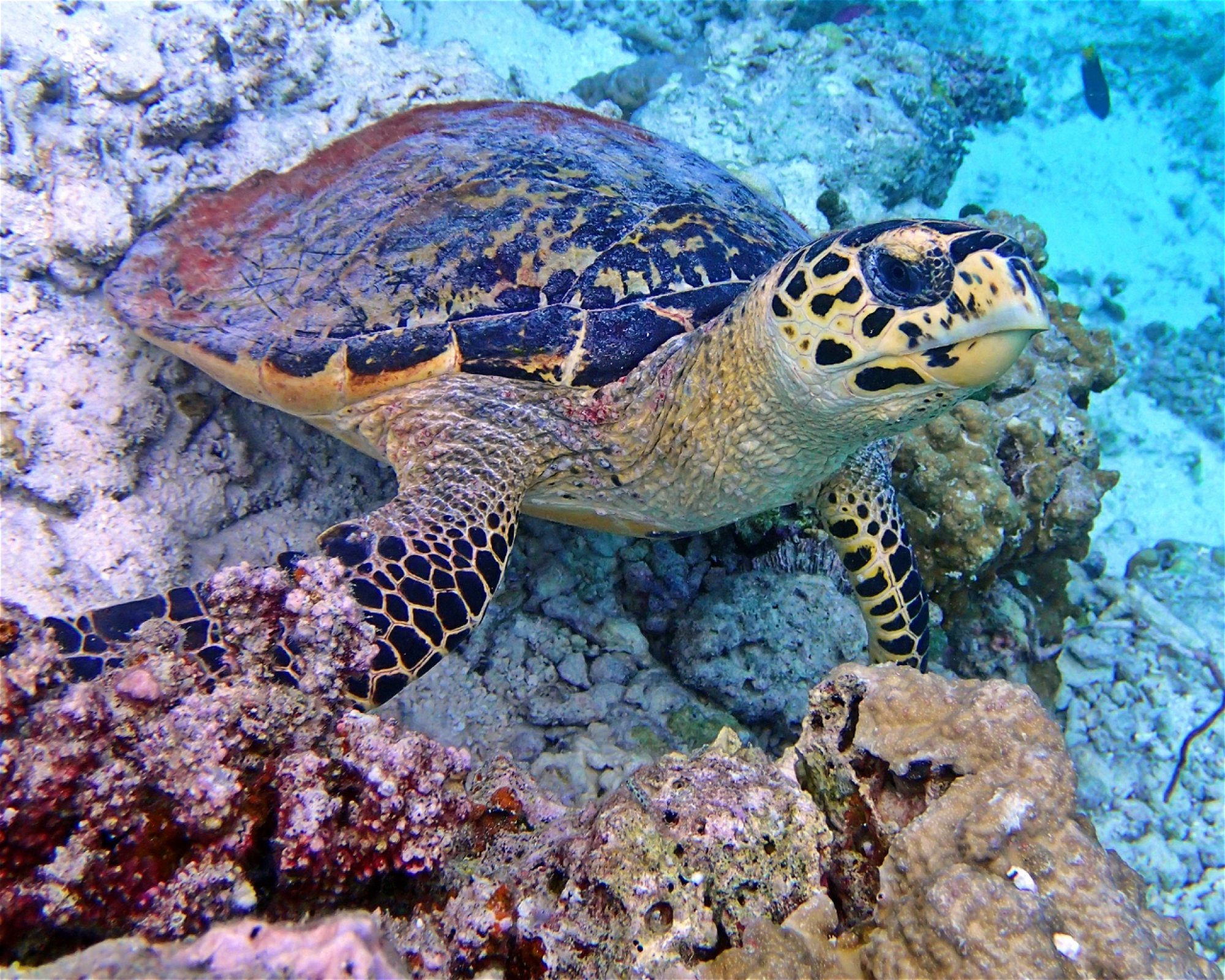 Maldives Passions, 08090 Maafushi