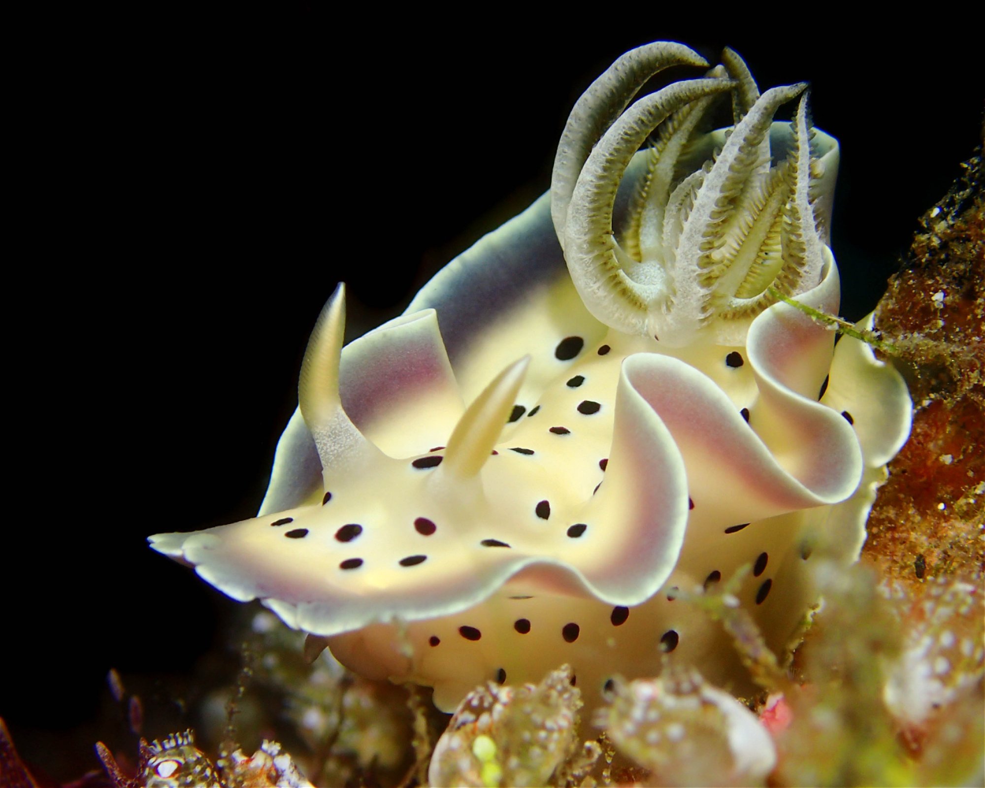 DivePoint Rannalhi, South Male Atoll