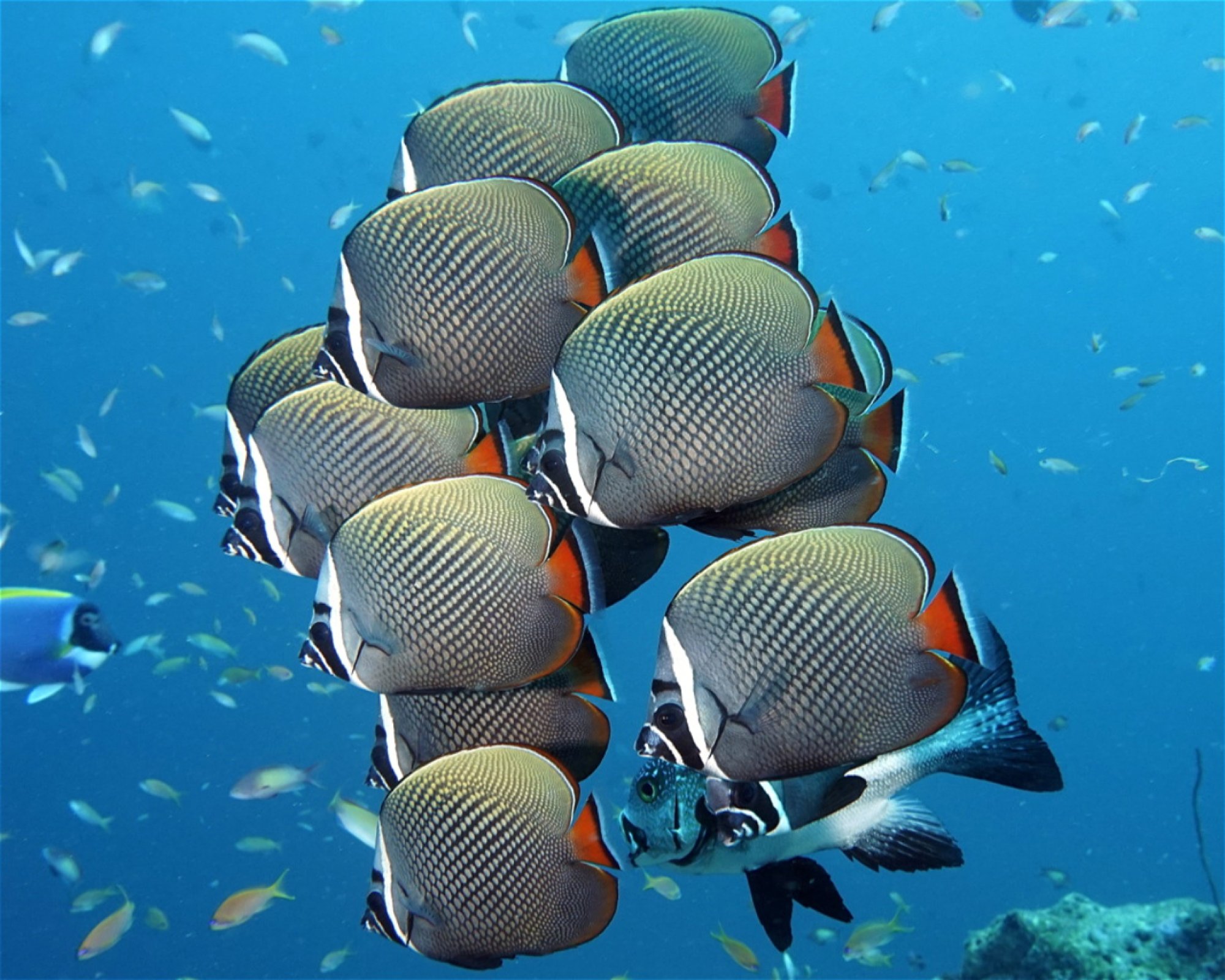DivePoint Meedhupparu, 960 Meedhupparu