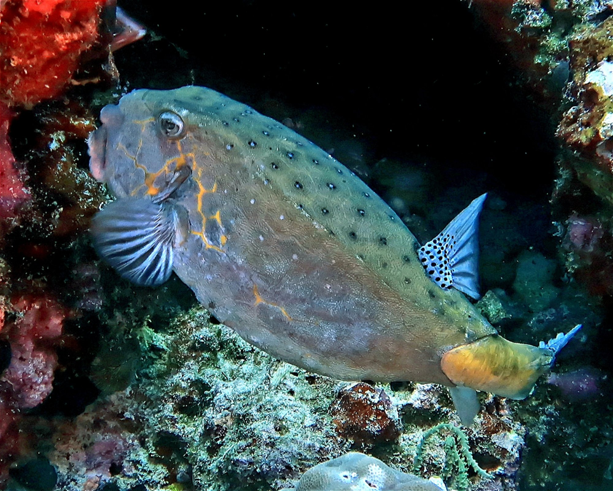 DivePoint Meedhupparu, 960 Meedhupparu