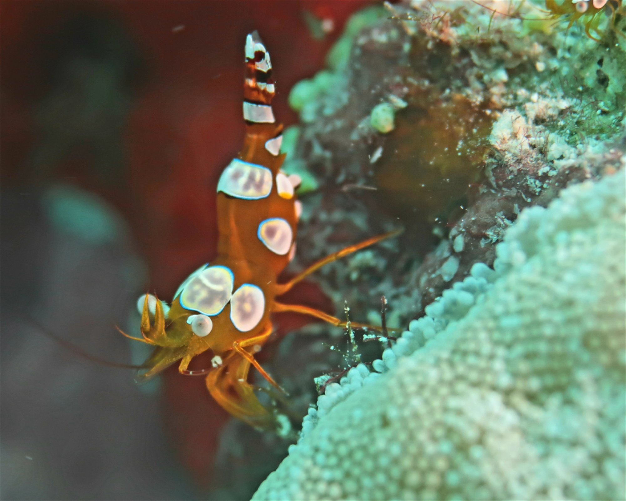 DivePoint Meedhupparu, 960 Meedhupparu