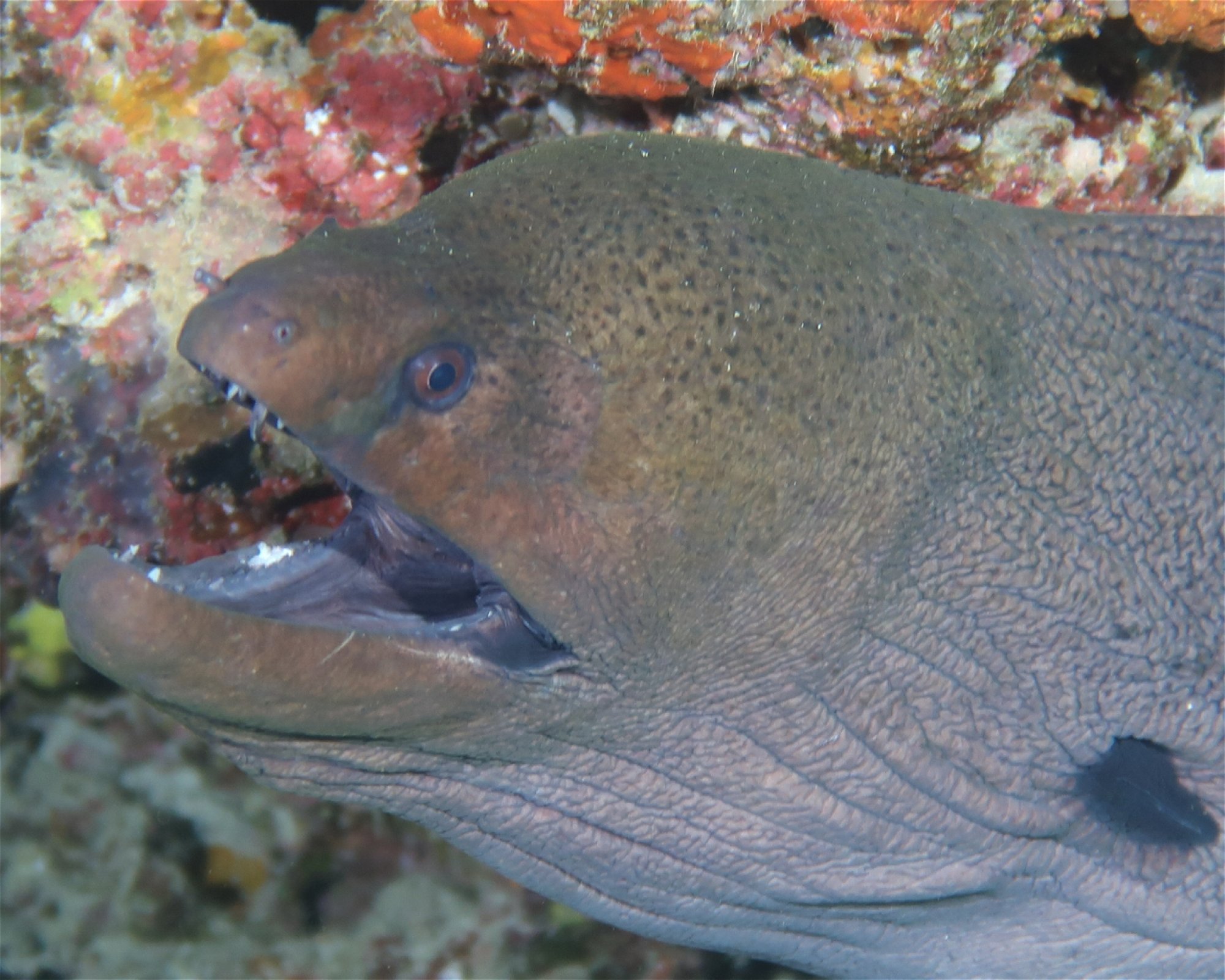 DivePoint Meedhupparu, 960 Meedhupparu