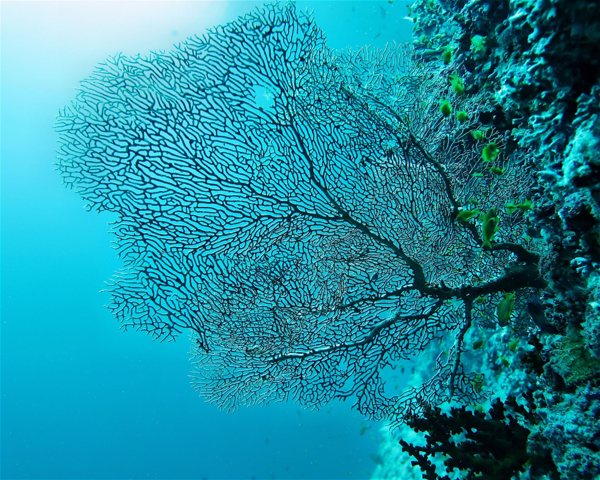 DivePoint Meedhupparu, 960 Meedhupparu