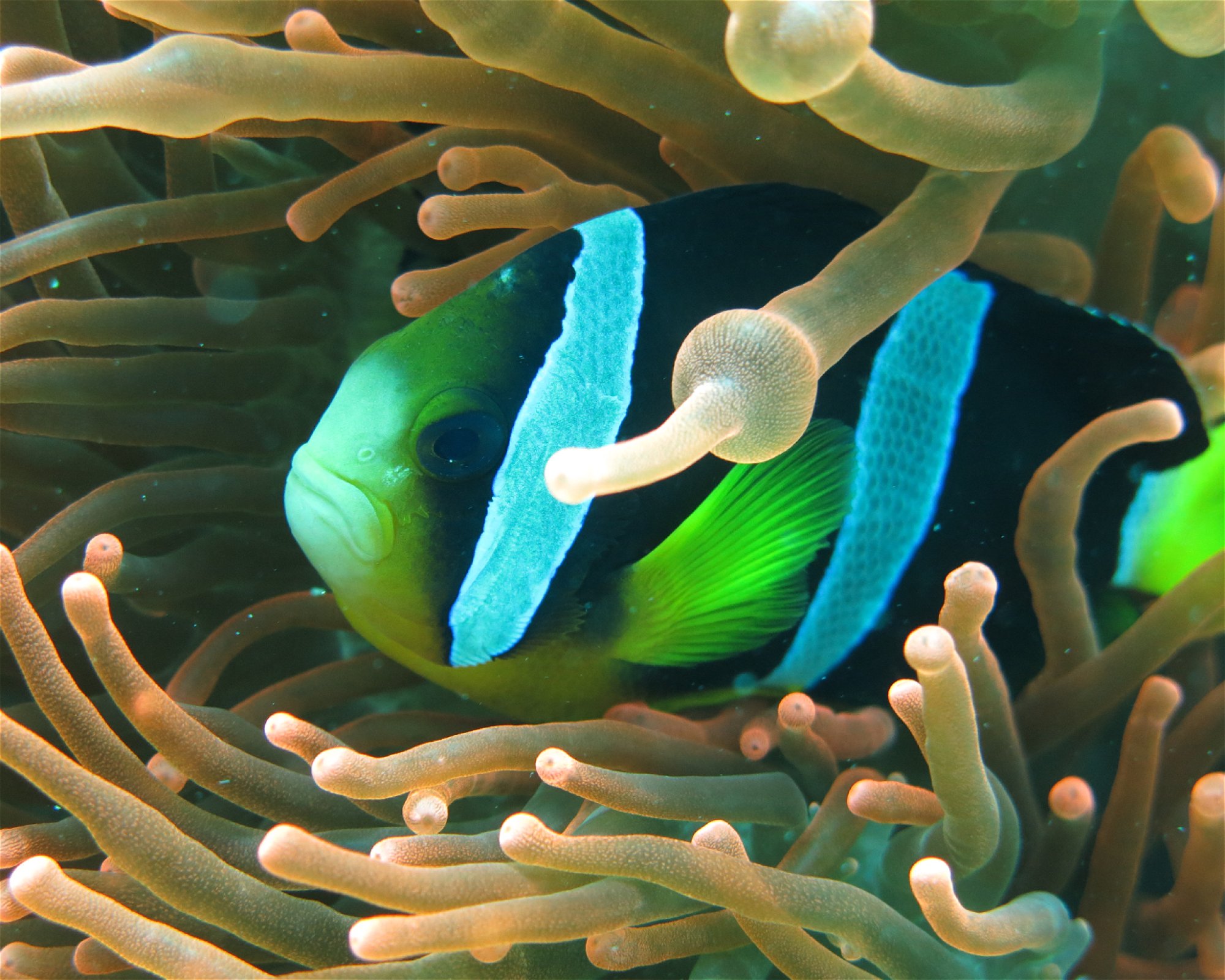 DivePoint Meedhupparu, 960 Meedhupparu