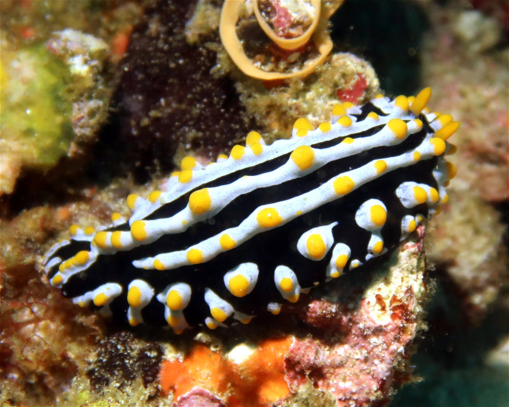 DivePoint Meedhupparu, 960 Meedhupparu