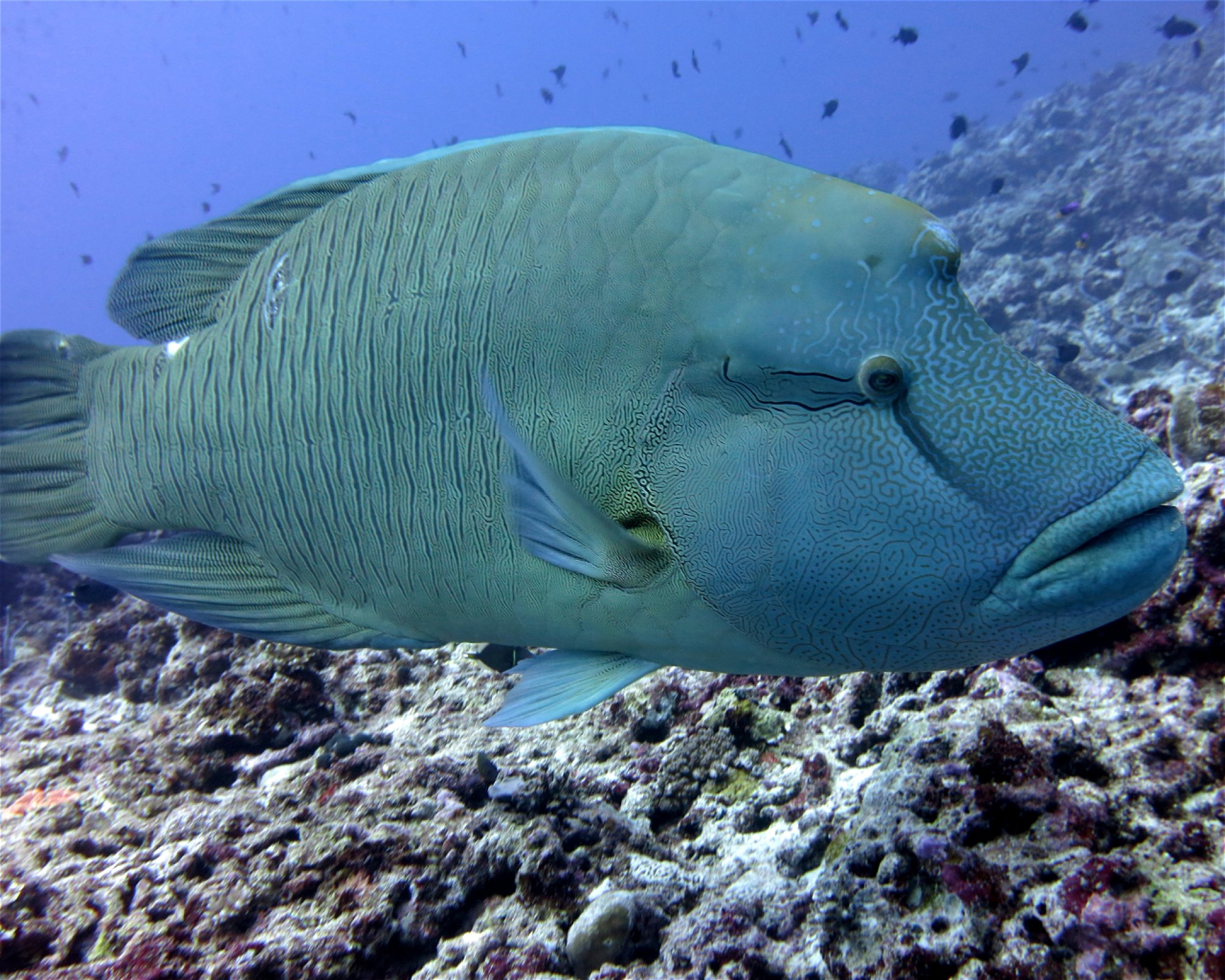 DivePoint Meedhupparu, 960 Meedhupparu